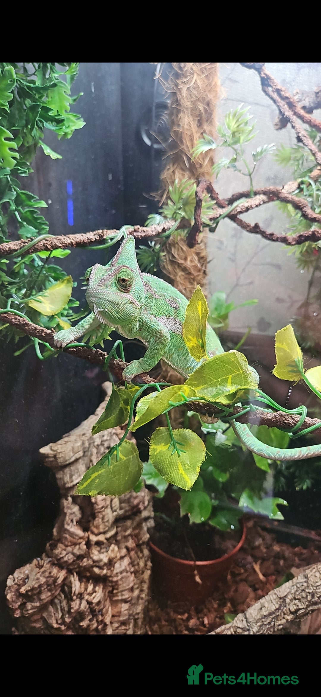 Chameleon reptiles for sale: 2 year old female chameleon  - Image 1