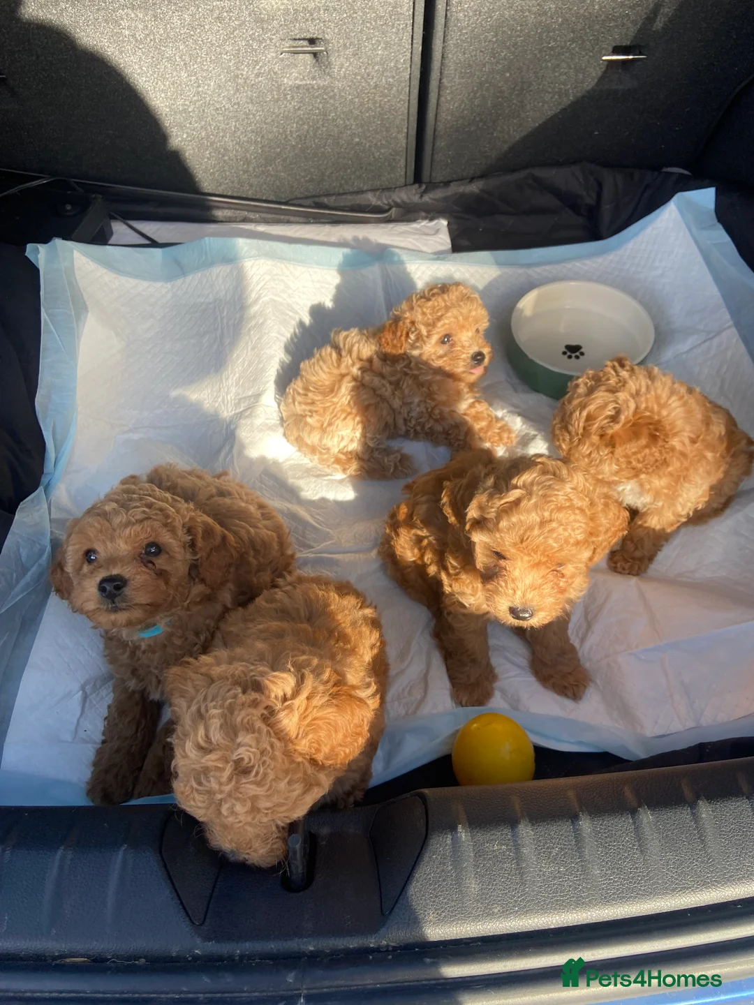 Poochon dogs for sale: ♥️🐶🧸  RARE TINY ASIAN TOY POOCHONS FOR SALE ♥️ - Advert 2