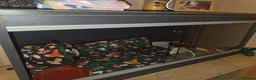 Pygmy Hedgehog rodents for sale: Male Baby hedgehog with Vivarium  - Advert 5