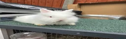 Lionhead rabbits for sale: Rabbit - Advert 1