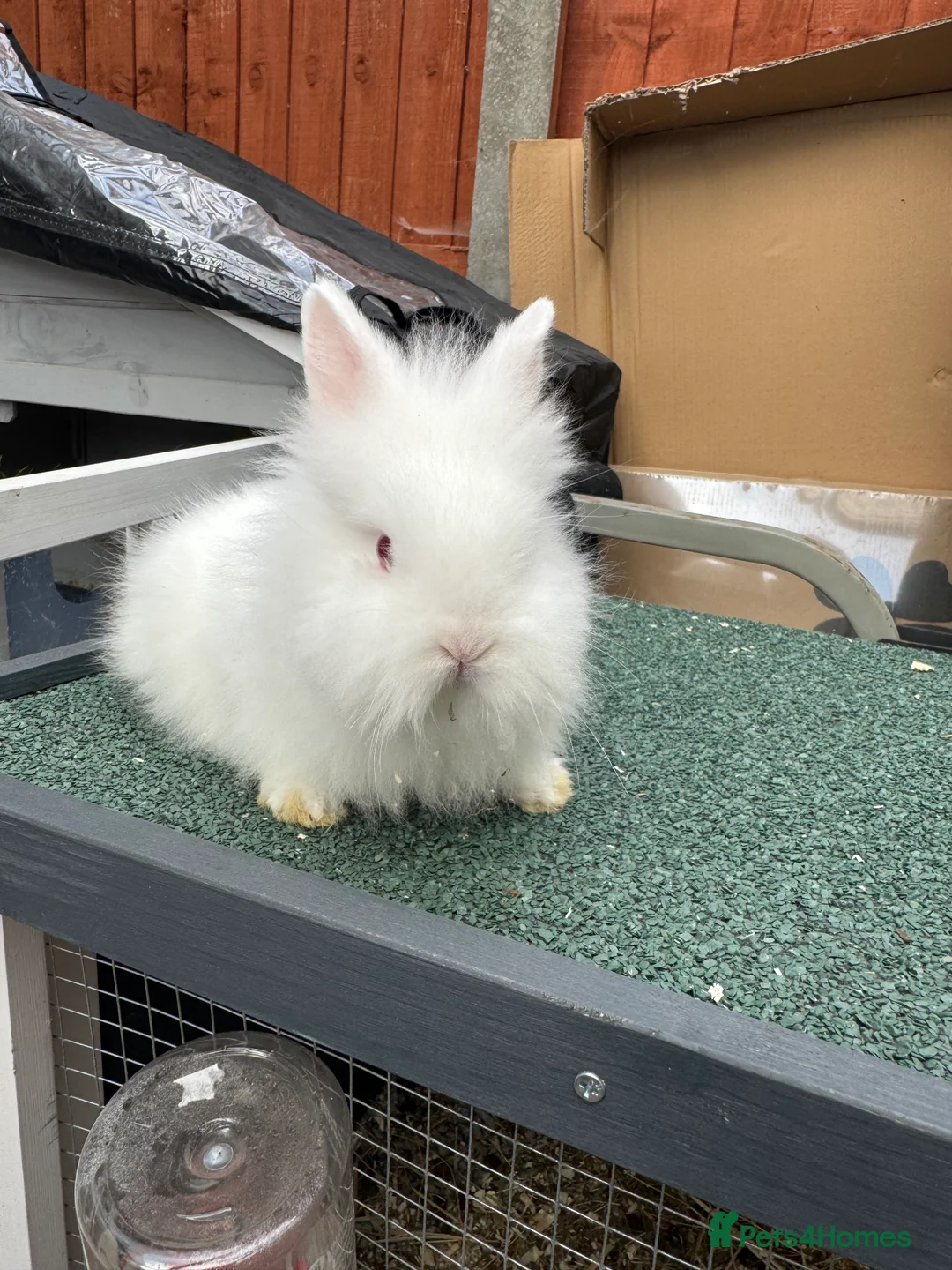 Lionhead rabbits for sale: Rabbit - Advert 1