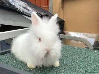 Lionhead rabbits Rabbit - Advert 16