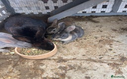 English rabbits for sale: Mixed bunnies - Image 5