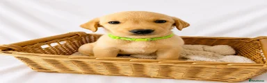 Light Green Collar 