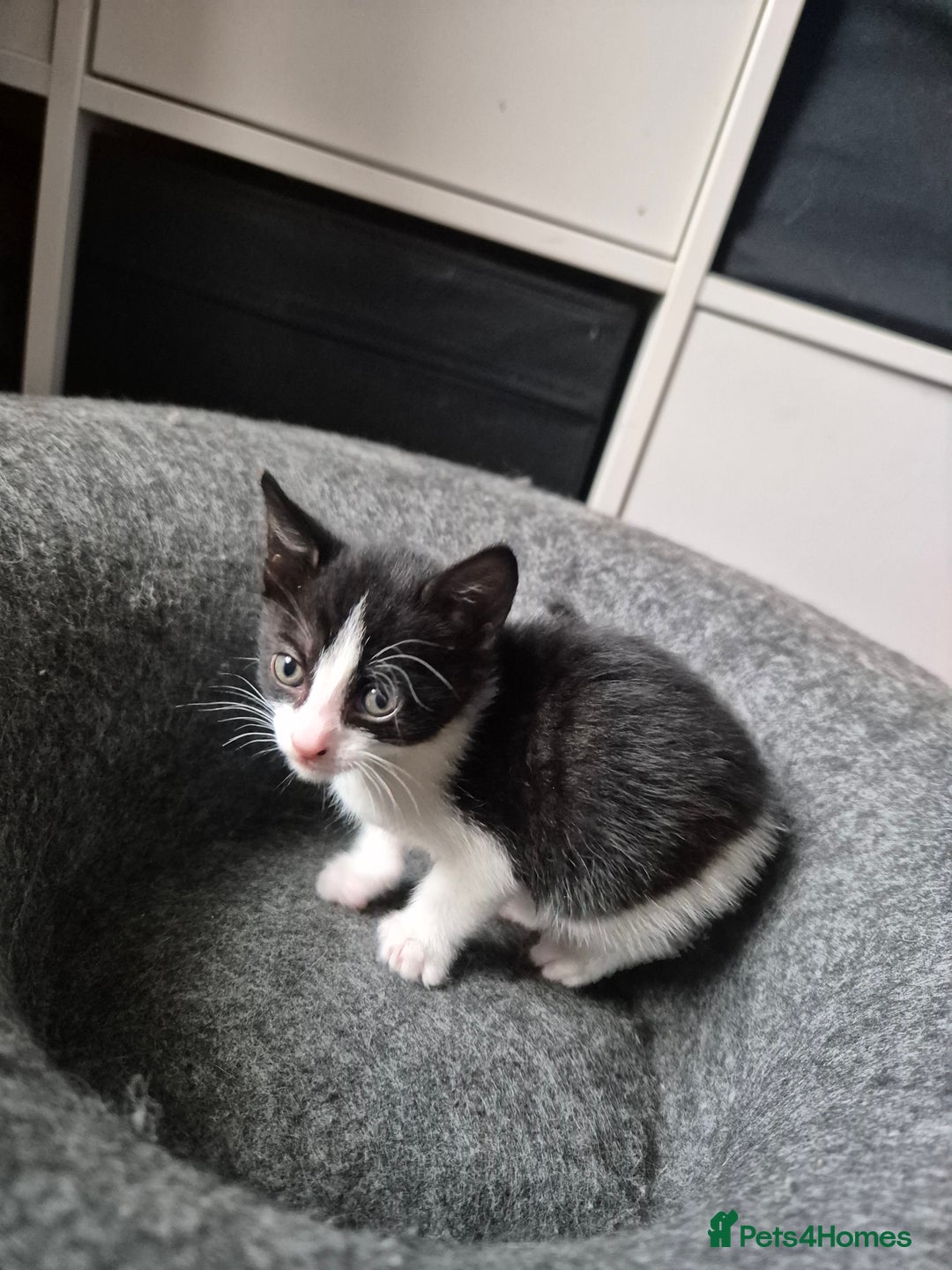 Domestic Shorthair cats for sale: Beautiful babies  - Image 3