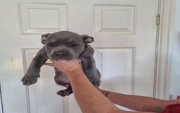 American Bully dogs for sale: David  - Image 26