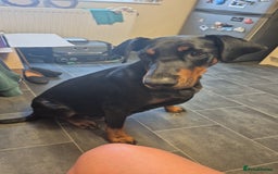 Dobermann dogs for sale: Doberman puppies for sale  - Image 4