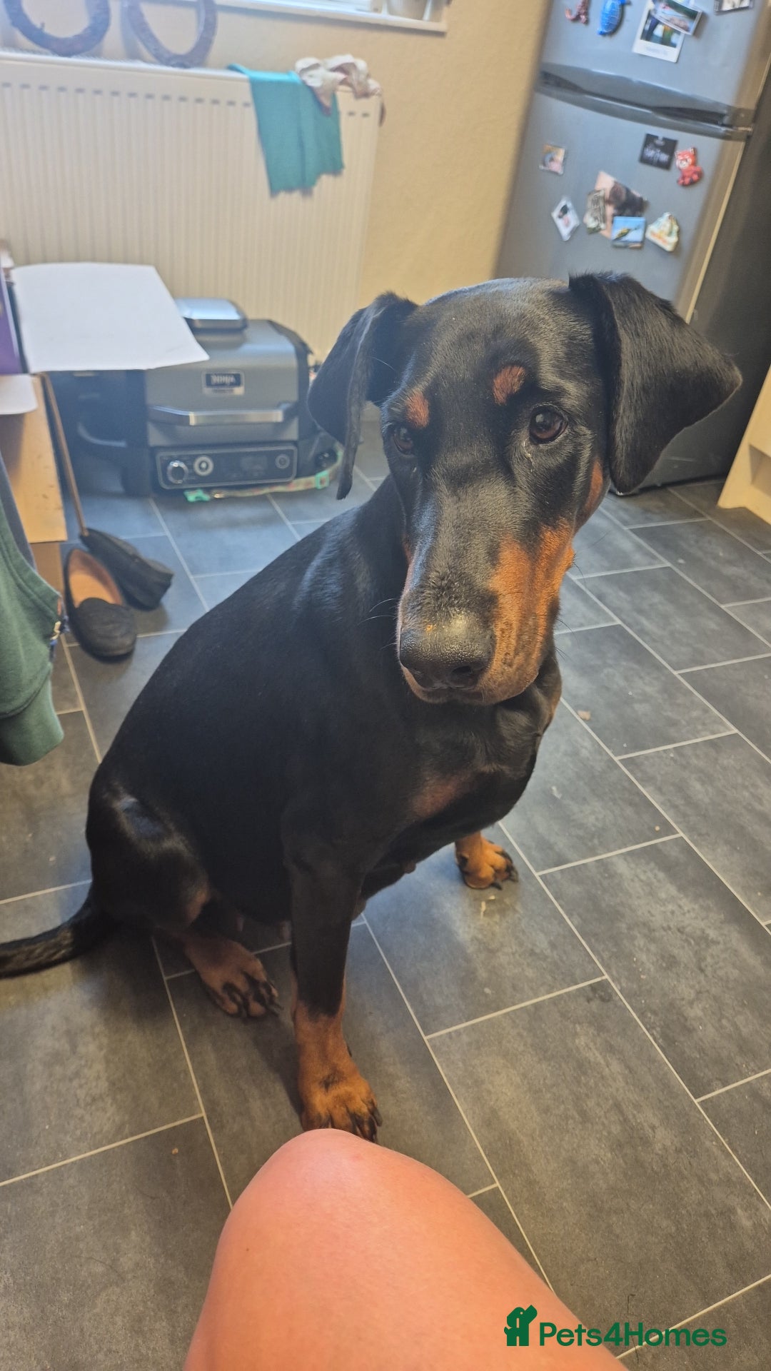 Dobermann dogs for sale: Doberman puppies for sale  - Image 4