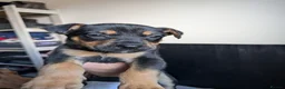 Mixed Breed dogs for sale: Mixed breed shepherds for sale - Advert 7