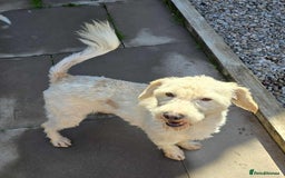 Mixed Breed dogs for adoption: SWEET JASPER  - Image 6