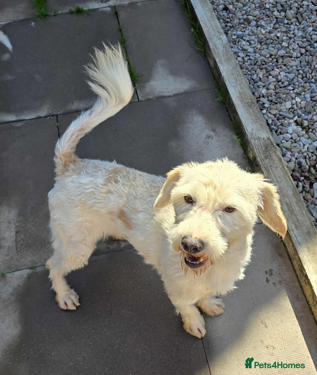 Mixed Breed dogs for adoption: SWEET JASPER  - Image 6
