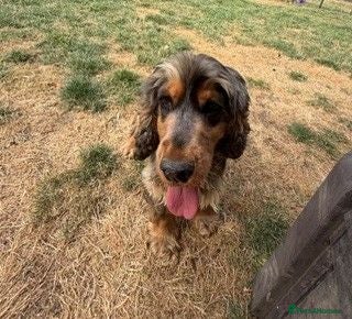 Cocker Spaniel dogs 3 year old female show cocker - Advert 2