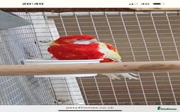 Parrots birds for sale: LOOK! BIRDS/PARAKEETS/PARROTS AVAILABLE  - Image 12