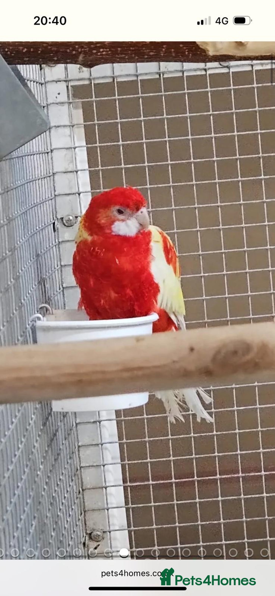 Parrots birds for sale: LOOK! BIRDS/PARAKEETS/PARROTS AVAILABLE  - Image 12