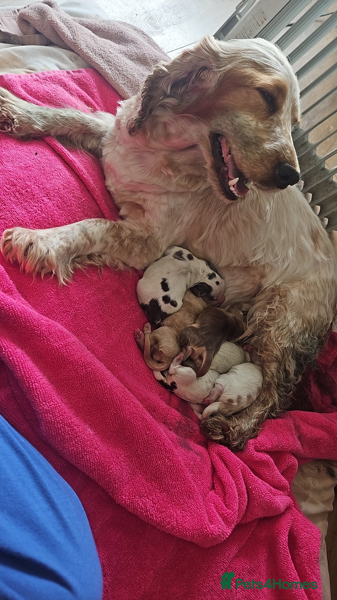 Cocker Spaniel dogs Unbelievable show type cocker spaniel babies  - Advert 5