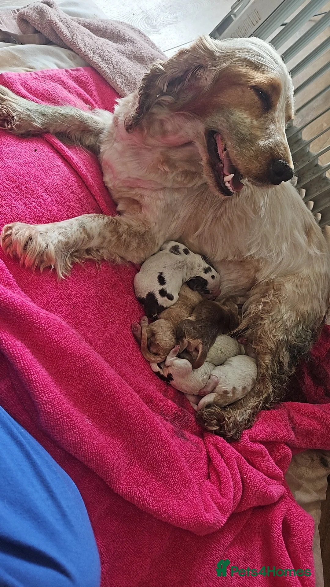 Cocker Spaniel dogs for sale: Unbelievable show type cocker spaniel babies  - Advert 1