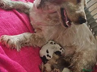 Cocker Spaniel dogs Unbelievable show type cocker spaniel babies - Advert 5