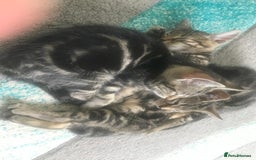Bengal cats for sale: Stunning half Bengal litter - Image 6