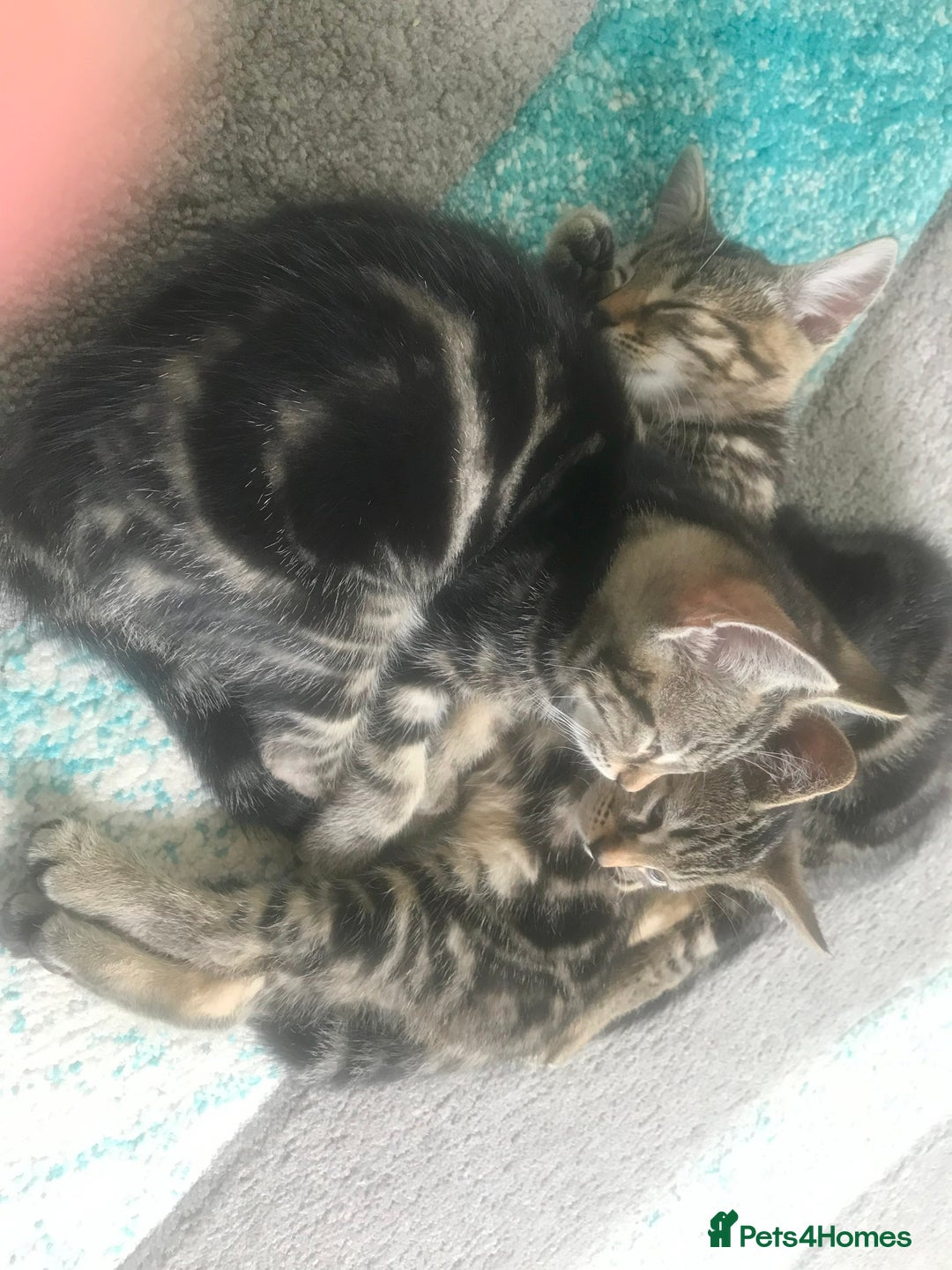 Bengal cats for sale: Stunning half Bengal litter - Image 6