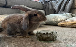 Mini Lop rabbits for sale: 2 grey mini lip boys  - Image 6