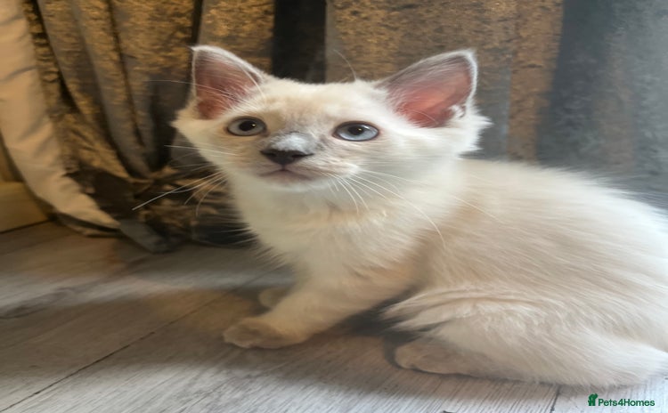 Ragdoll cats - Advert 10