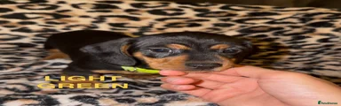 Miniature Dachshund 6