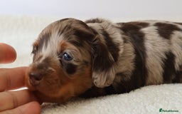 Miniature Dachshund dogs for sale: 5StarsLicensed+LongHaired+KC+PRAClear+VetChecked - Image 12