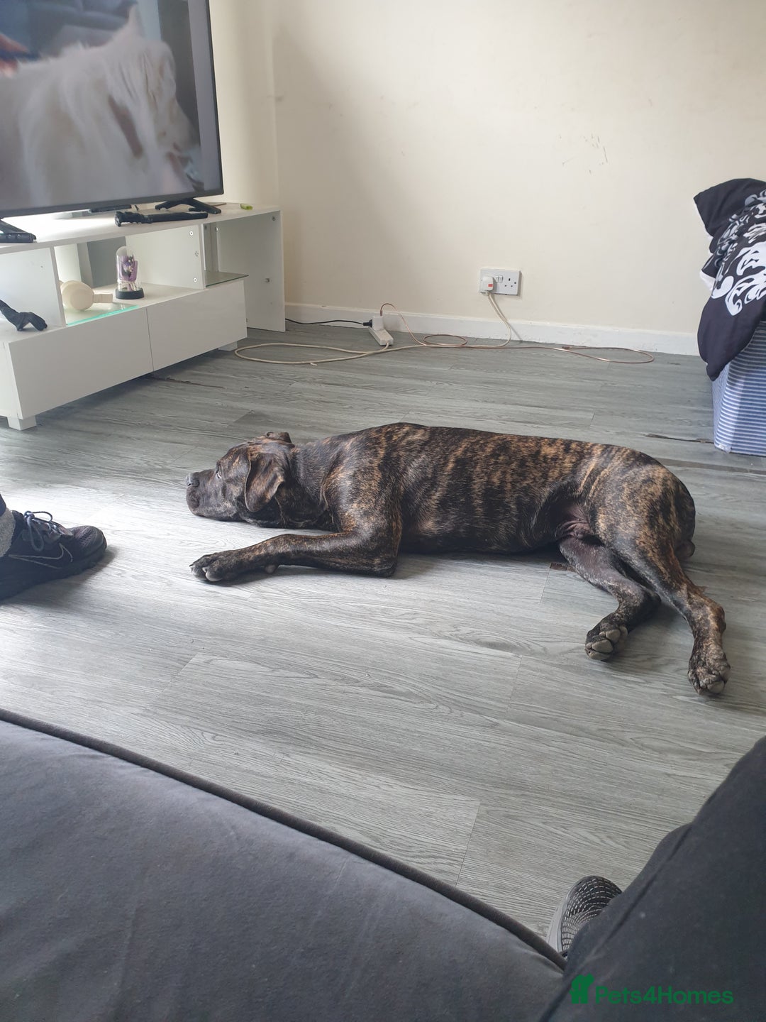 Mixed Breed dogs for sale: Presa bulldog  - Image 2