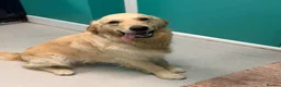 Golden Retriever dogs for stud: Handsome KC registered golden retriever for stud  - Advert 5
