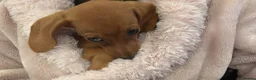 Miniature Dachshund dogs for sale: Forever Home wanted in Tamworth - Advert 3