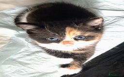 Mixed Breed cats for sale: Adorable kittens for sale - Image 9