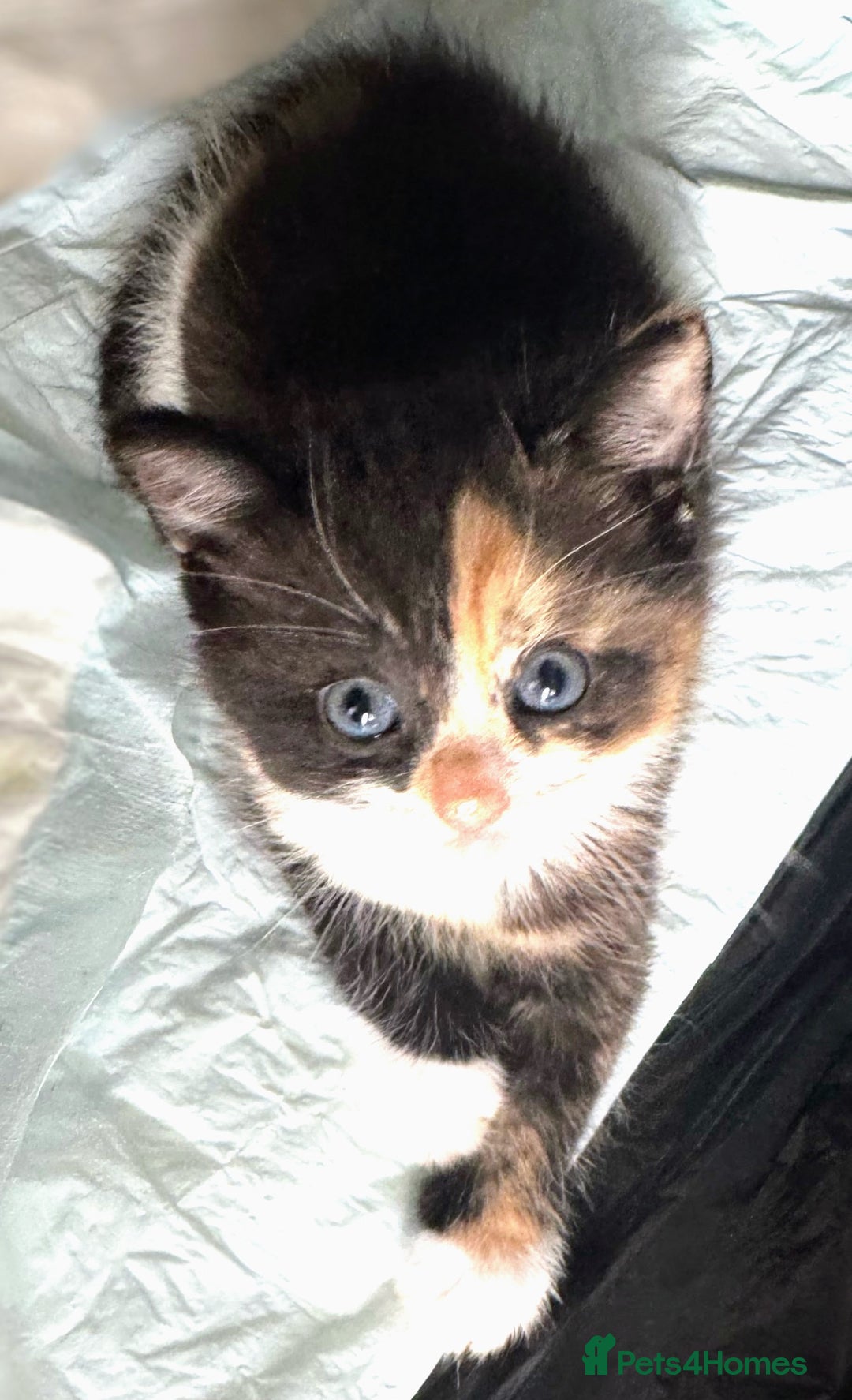 Mixed Breed cats for sale: Adorable kittens for sale - Image 9