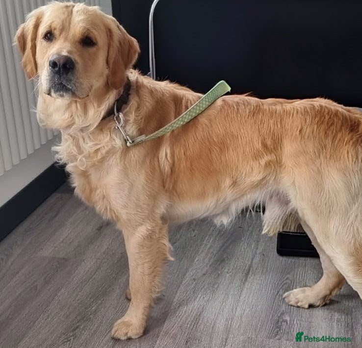 Golden Retriever dogs 0/0 Hips Proven Working Golden Retriever For Stud  - Advert 1