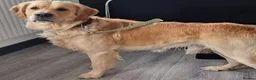 Golden Retriever dogs for stud: 0/0 Hips Proven Working Golden Retriever For Stud  - Advert 1