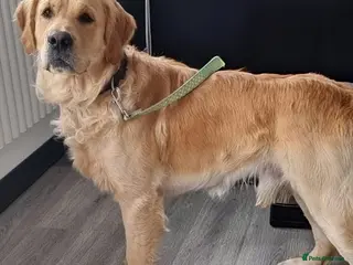 Golden Retriever dogs 0/0 Hips Proven Working Golden Retriever For Stud - Advert 1