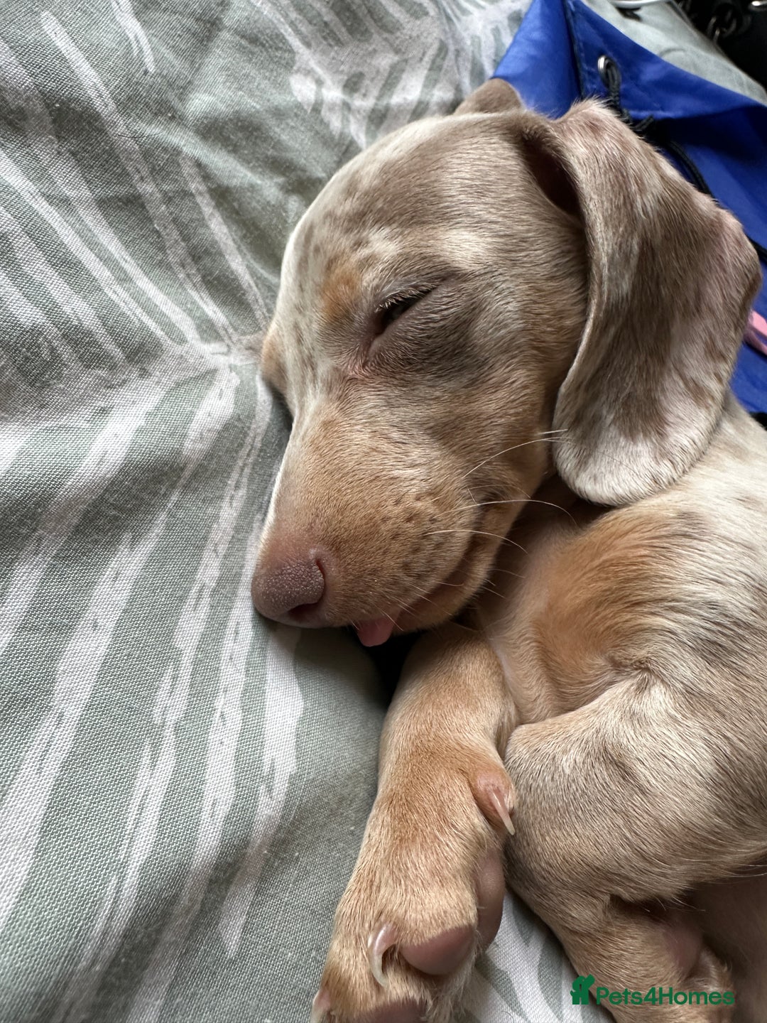 Dachshund dogs for sale: Dapple Dachshund  - Image 1
