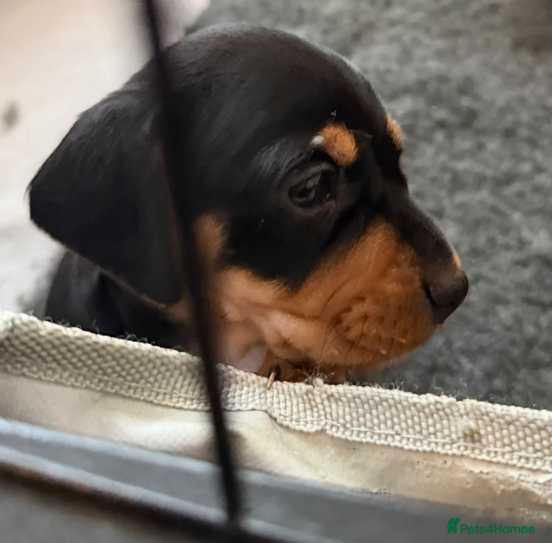 Jackshund dogs for sale: Beautiful Jackweenie Boy  - Advert 7
