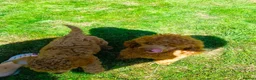 Toy Poodle dogs for sale: Toy Poodle Female Puppy Looking for a home  in Barnsley - Advert 3