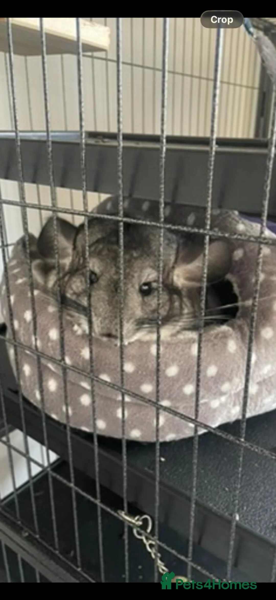 Chinchilla rodents for sale: Looking for  a good home - Advert 5