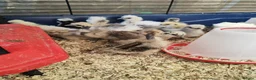 Chickens poultry for sale: USA silkie chicks/ hatching eggs CPQ quails - Advert 3