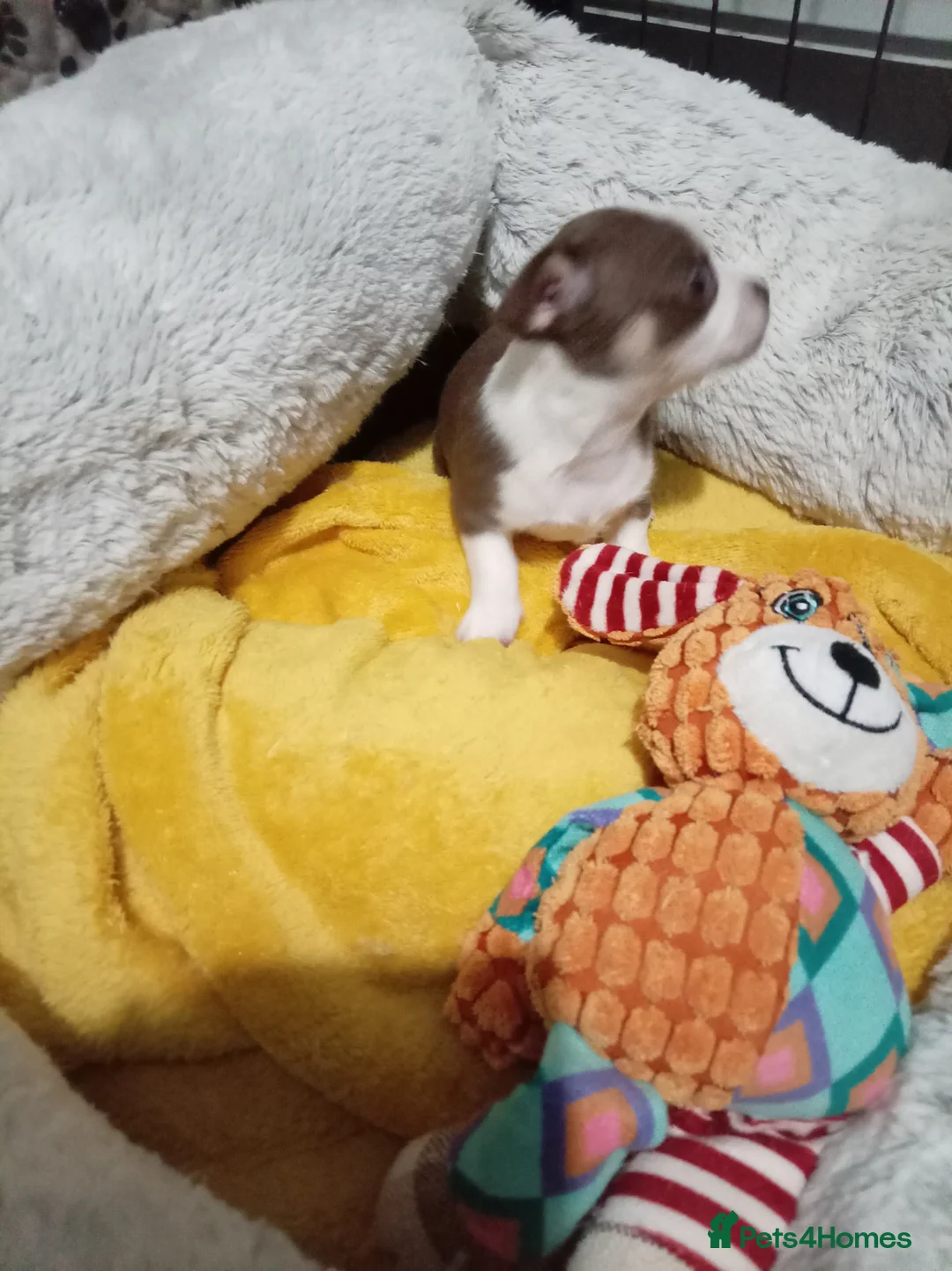 Chihuahua dogs for sale: Chihuahua puppies both reserved now - Advert 10