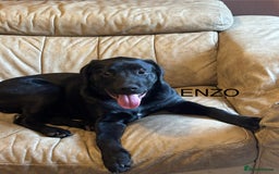 Mixed Breed dogs for sale: Bentley & Enzo  beautiful Staffadors 6 months - Image 8