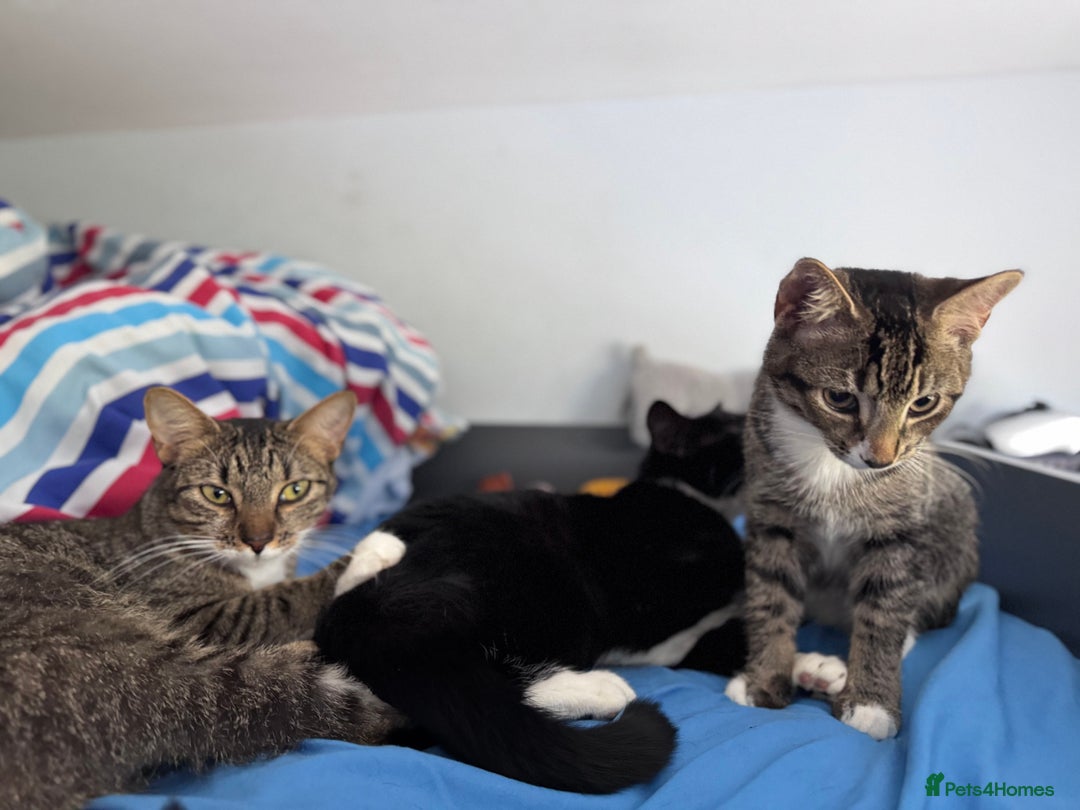 Mixed Breed cats for sale: Two Gorgeous Cats for Sale – Loving Homes Wanted - Advert 6