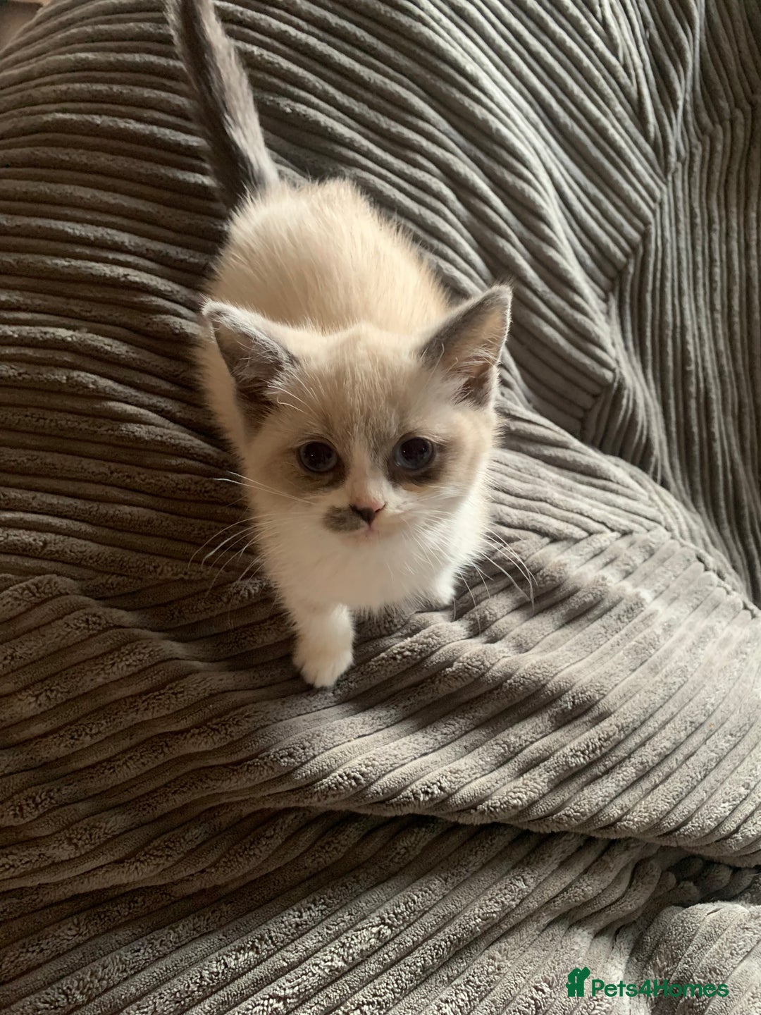 Persian cats for sale: Our cute adorable little female seal point  - Image 23