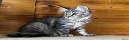 Maine Coon cats for sale: Maine Coon kittens - Advert 19