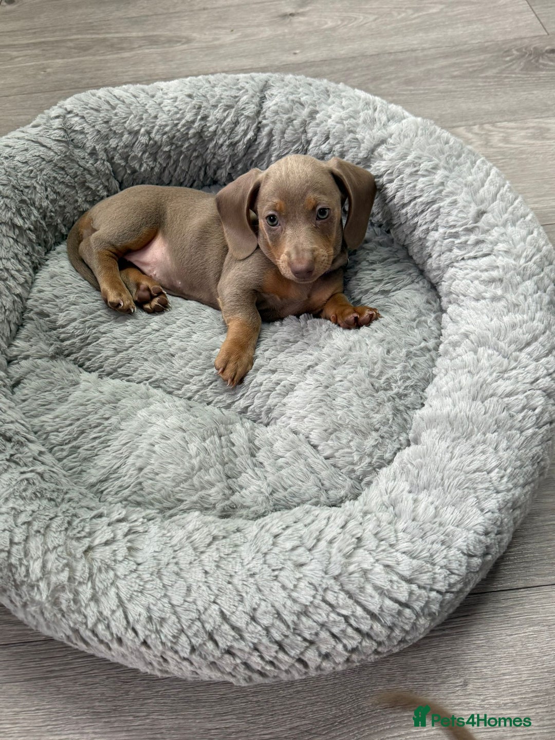 Miniature Dachshund dogs for sale: Miniature Dachshund Puppies - Advert 3