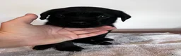 Labrador Retriever dogs for sale: Beautiful litter of KC black working Labradors  - Advert 23