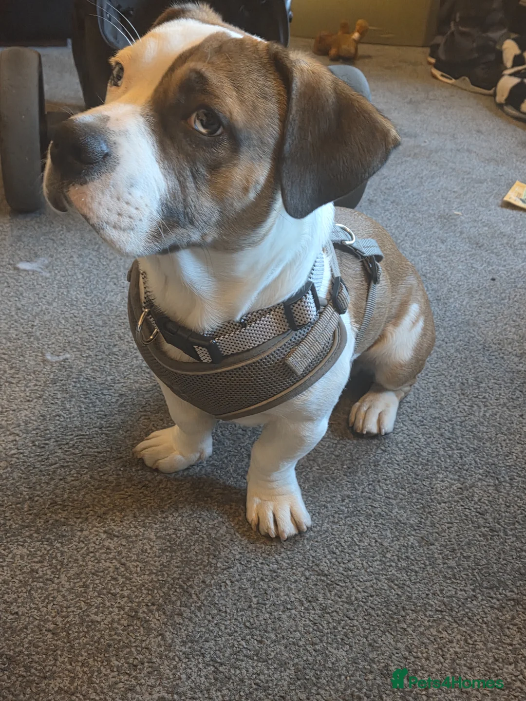 Mixed Breed dogs for sale: 6 month male mixed breed - Advert 2