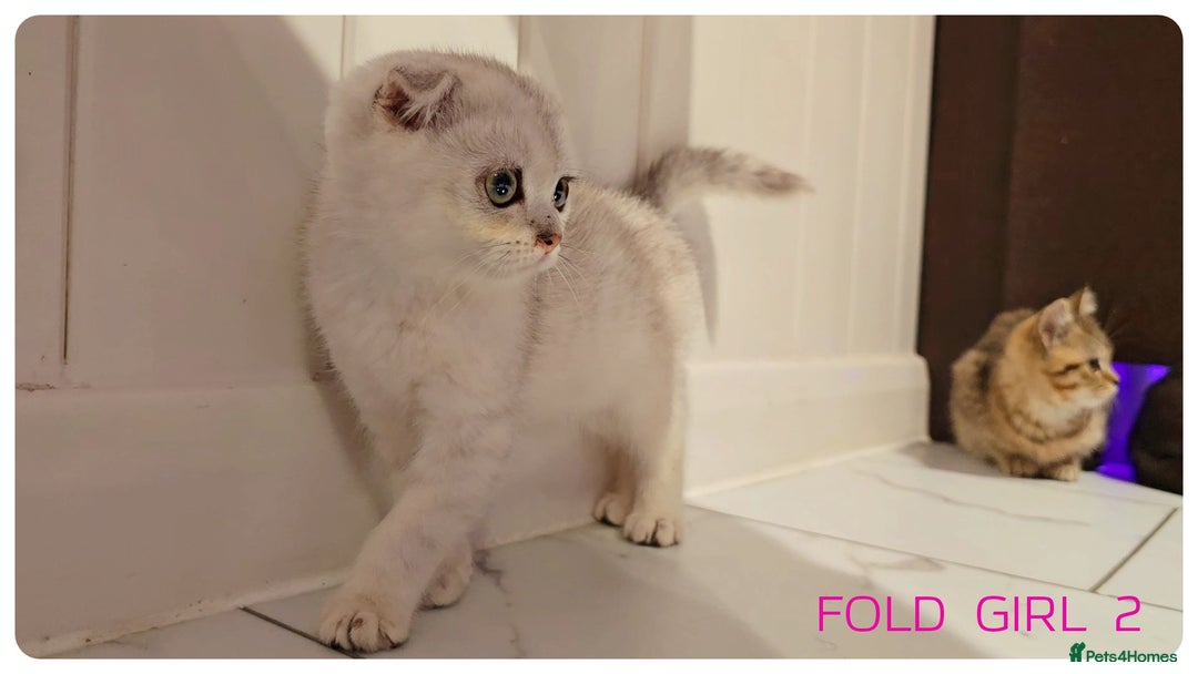 Scottish Fold cats for sale: Scottish Fold Kittens  - Advert 6