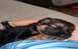 German Shepherd dogs for sale: 🏆quality KC registered long haired GSD pups🏆 - Image 10